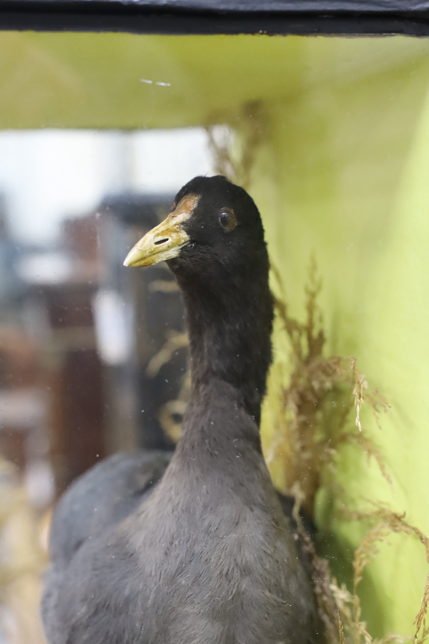 A cased taxidermy Coot, 35cms x 40cms
